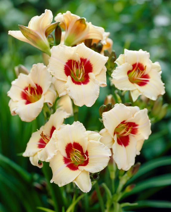 Hemerocallis 'Pandora's Box' 2 Litre
