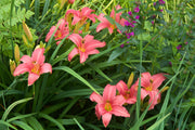 Deep pink ‘Pink Damask’ daylily flower with yellow throat