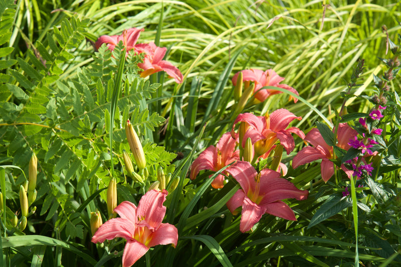 Hemerocallis ‘Pink Damask’ showing its clump-forming habit