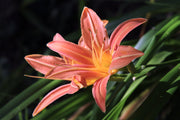 Hemerocallis ‘Pink Damask’ flowering in a garden border