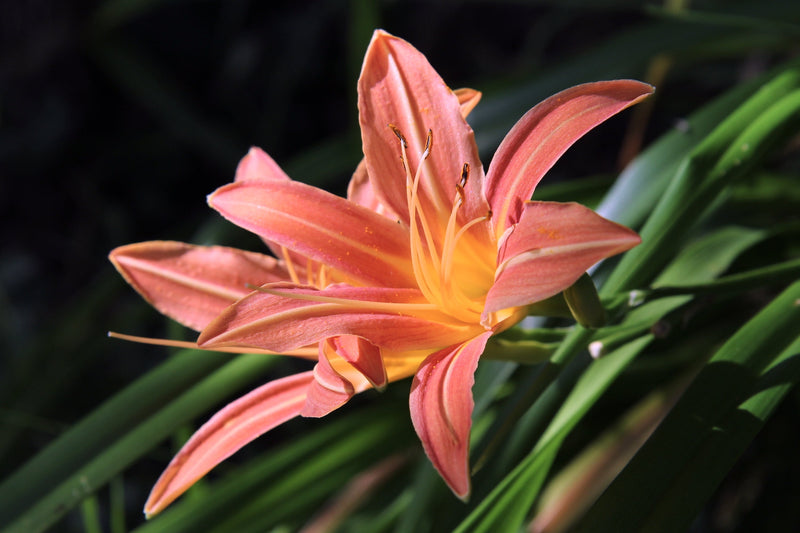 Hemerocallis ‘Pink Damask’ flowering in a garden border