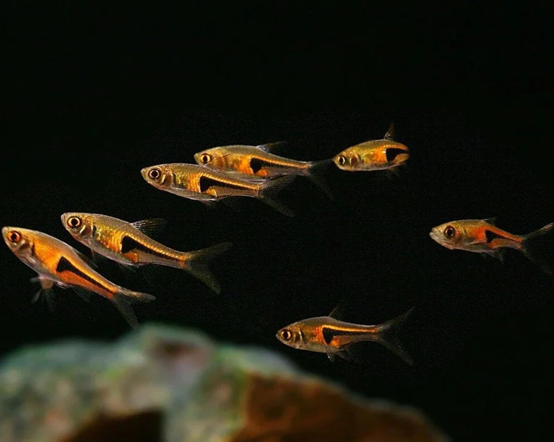 Glowlight Rasbora| Rasbora Hengeli (ML)