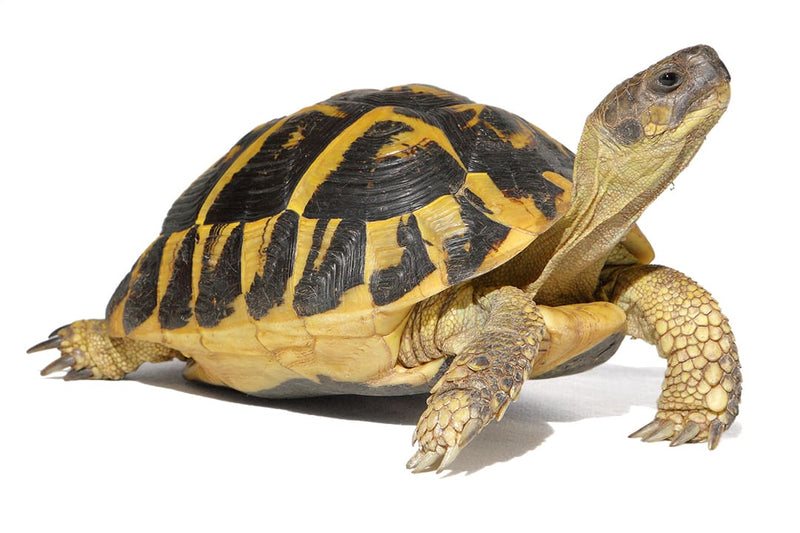 Hermann's Tortoise