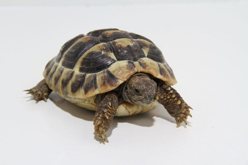Hermann's Tortoise
