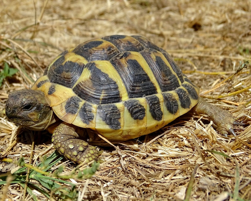 Hermann's Tortoise