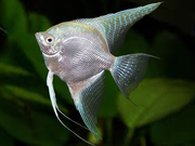 Angelfish Platinum 
