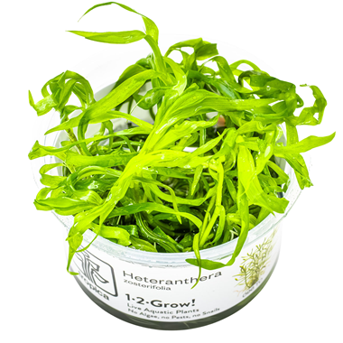 Heteranthera Zosterifolia 1-2 Grow