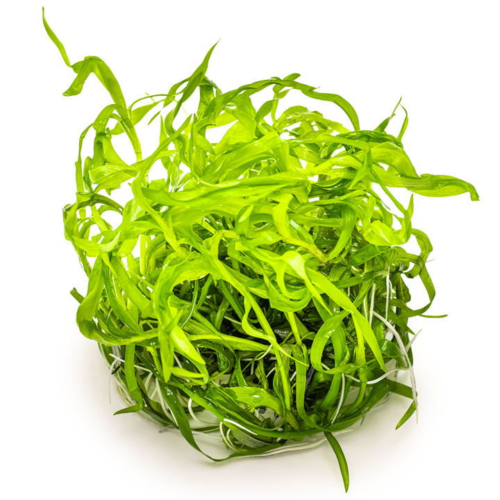 Heteranthera Zosterifolia 1-2 Grow