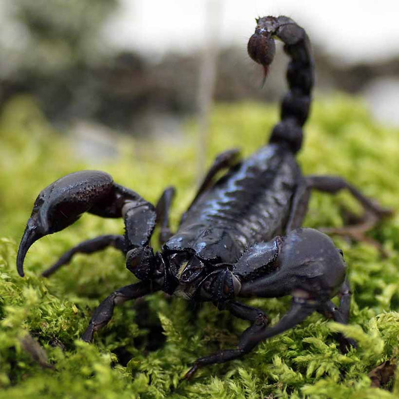 Vietnam Forest Scorpion Small | Heterometrus laoticus