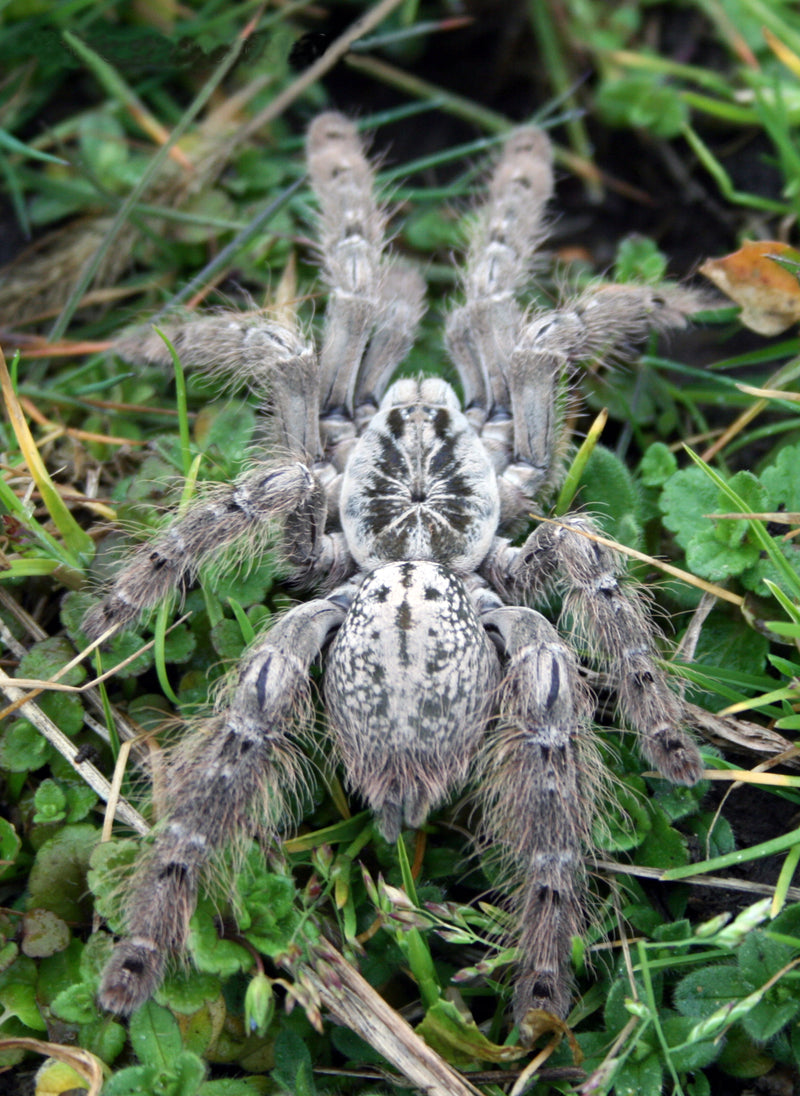 Togo Starburst Baboon Tarantula | Heteroscodra maculata (Med)