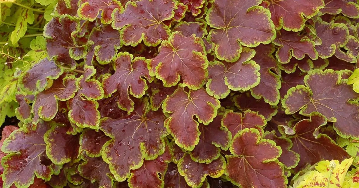 Heucherella 'Solar Eclipse' 2 Litre