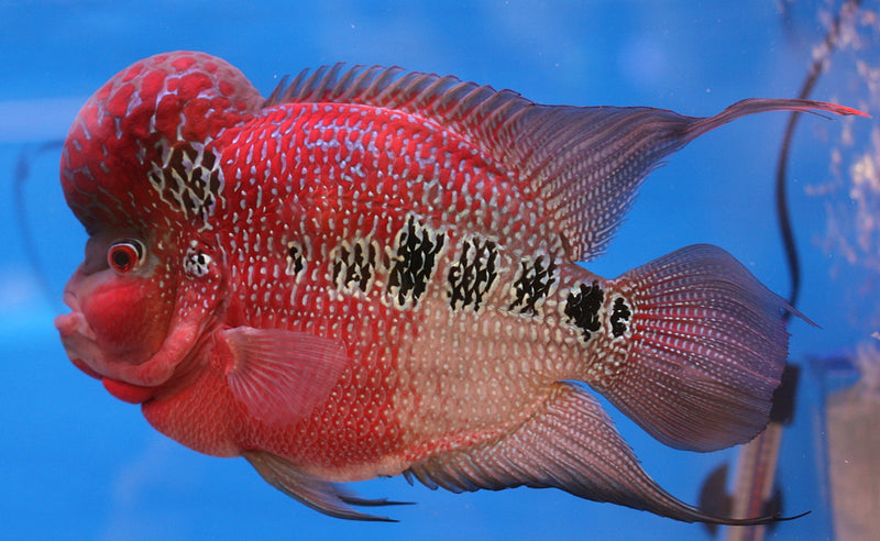 Hi-Grade Zhen Zhu Flowerhorn Cichlid 3-4"