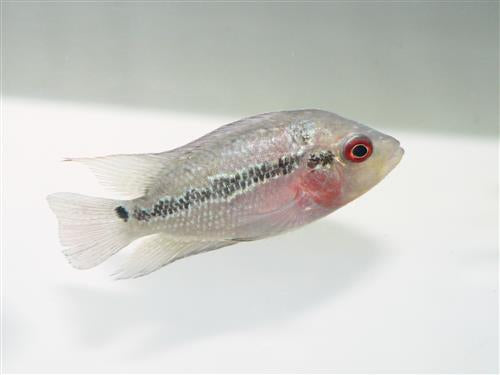 Hi-Grade Zhen Zhu Flowerhorn Cichlid 3-4"