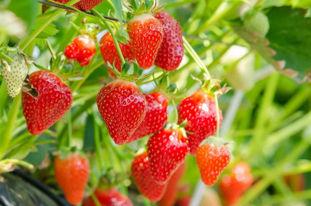 Strawberry 'Florence' (6 pack)