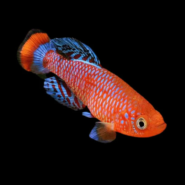 Hjersseni Lyretail Panchax Killifish | Aphyosemion australe hjersseni 3-4cm