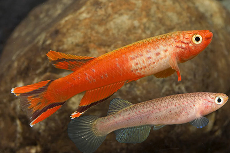 Hjersseni Lyretail Panchax Killifish | Aphyosemion australe hjersseni 3-4cm