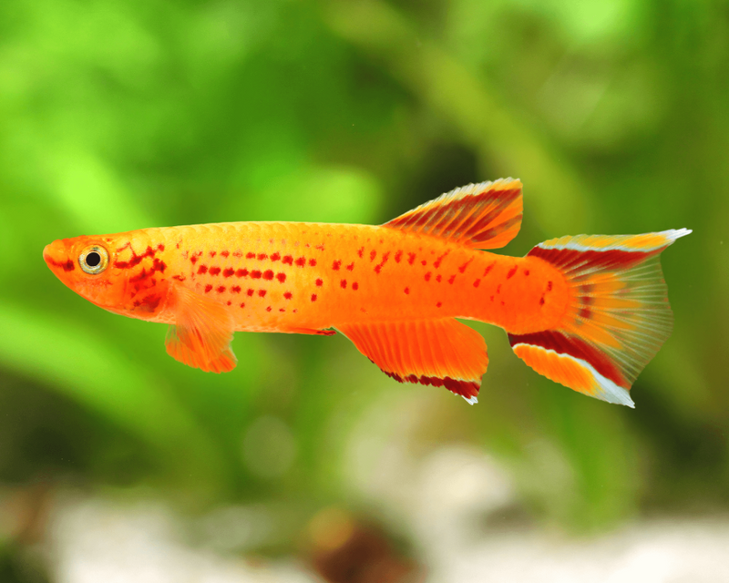 Hjersseni Lyretail Panchax Killifish | Aphyosemion australe hjersseni 3-4cm