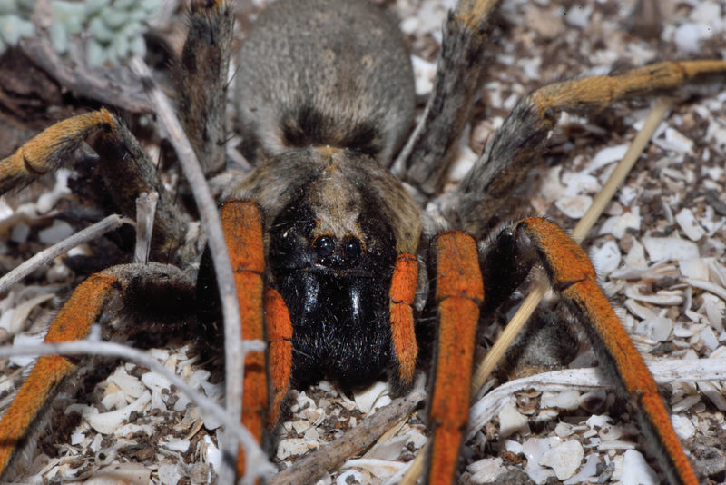 Madeira Wolf Spider | Hogna madeiriana s