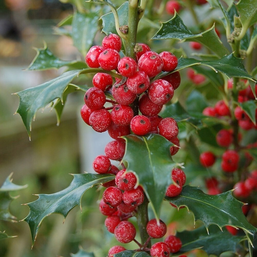 Holly 'Alaska' | Ilex aquifolium 'Alaska'