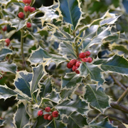 Holly 'Silver Queen' | Ilex aquifolium 'Silver Queen'