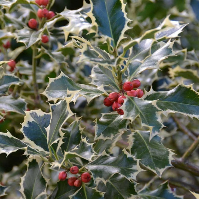 Holly 'Silver Queen' | Ilex aquifolium 'Silver Queen'