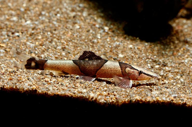 Homaloptera Spec. Fish