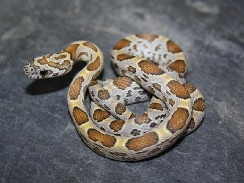 Honey Corn Snake