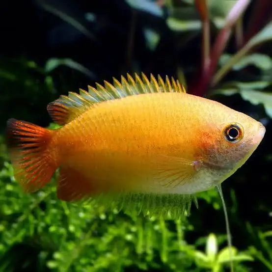 Honey Gourami Medium Large