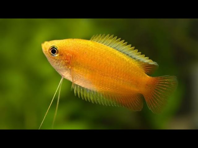 Honey Gourami Medium Large
