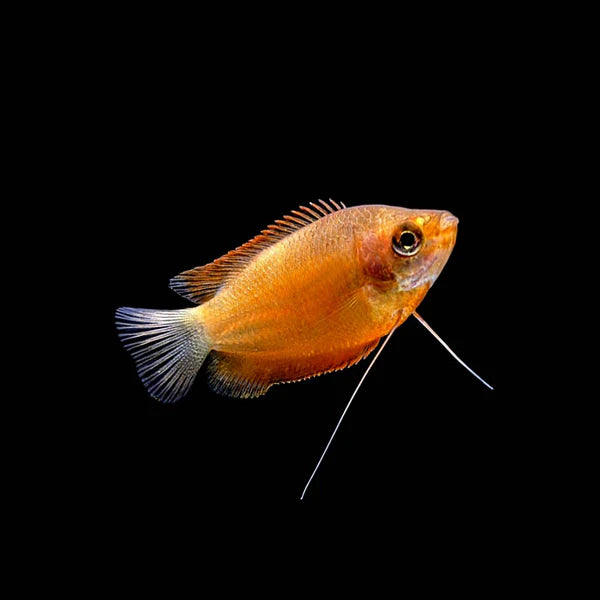 Honey Gourami Medium Large