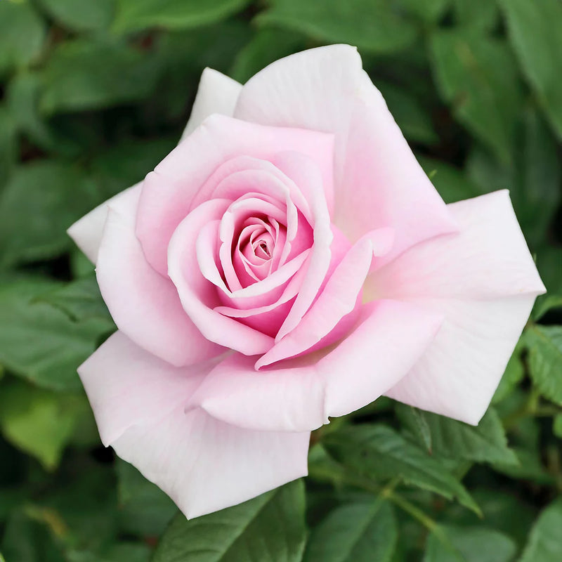 Hopes And Dreams Hybrid Tea Rose 3.5 Litre