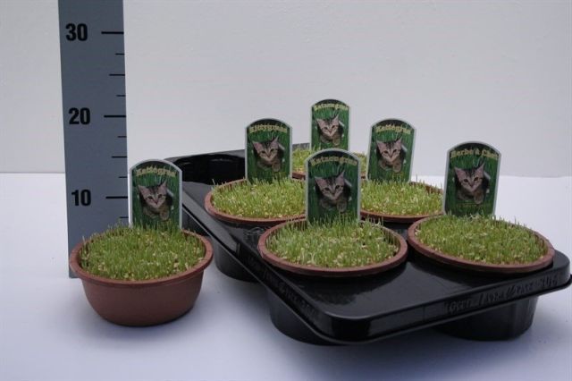 Hordeum vulgare | Cat Grass P16