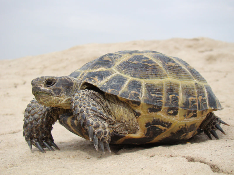 Horsfield's Tortoise | Testudo horsfieldii
