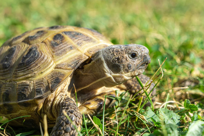 Horsfield's Tortoise | Testudo horsfieldii