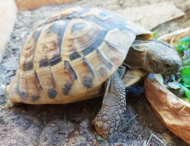 Horsfield's Tortoise | Testudo horsfieldii