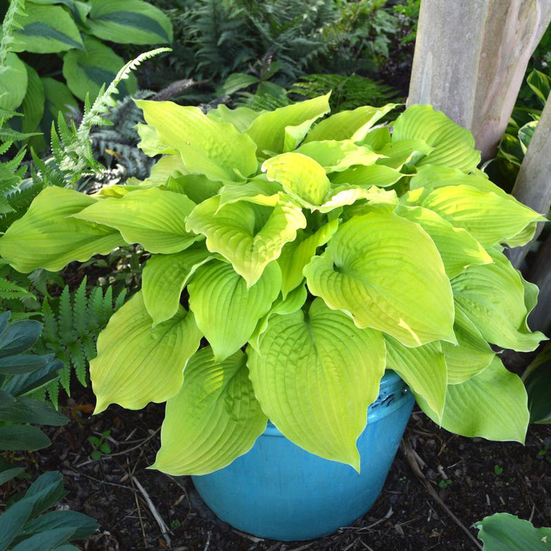 Hosta 'Coast to Coast' 3 Litre