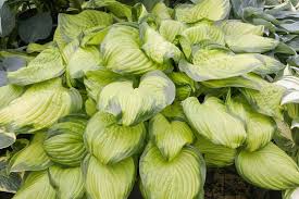 Hosta 'Stained Glass' 2 Litre