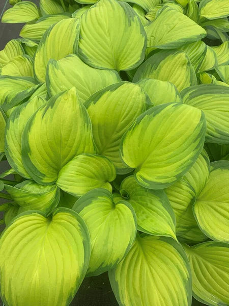Hosta 'Stained Glass' 2 Litre