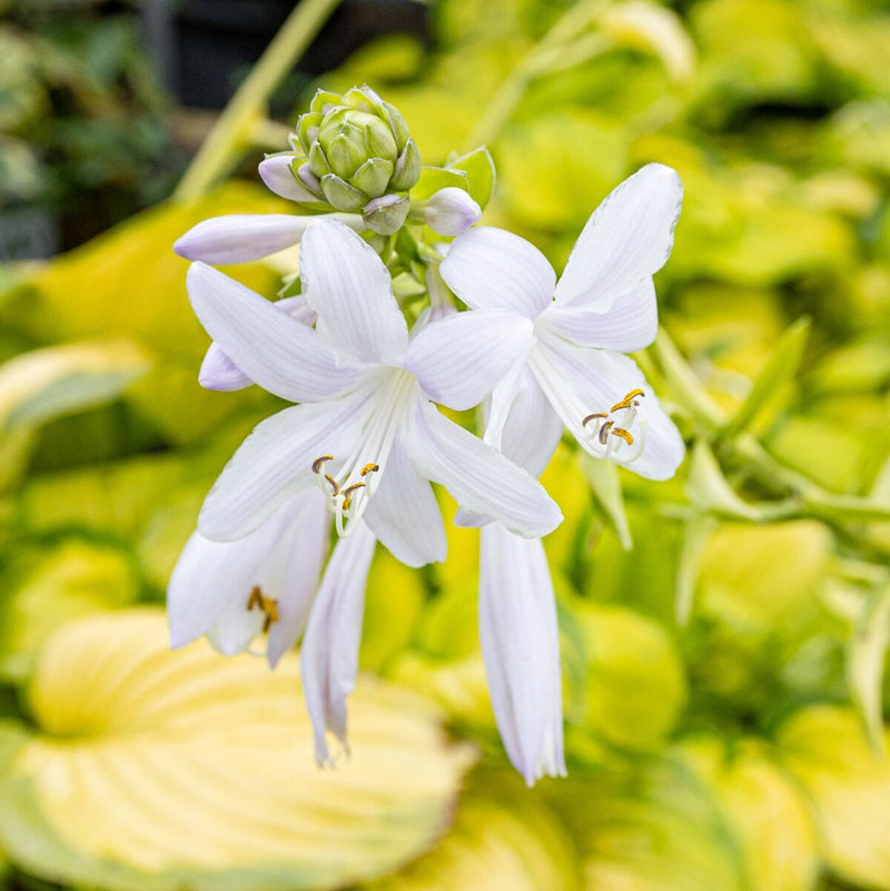 Hosta 'Stained Glass' 2 Litre
