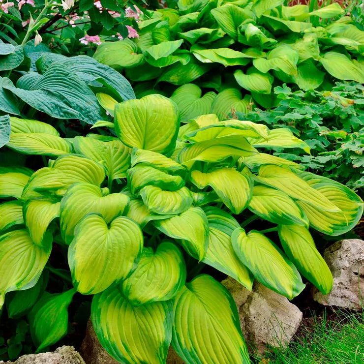 Hosta 'Stained Glass' 2 Litre