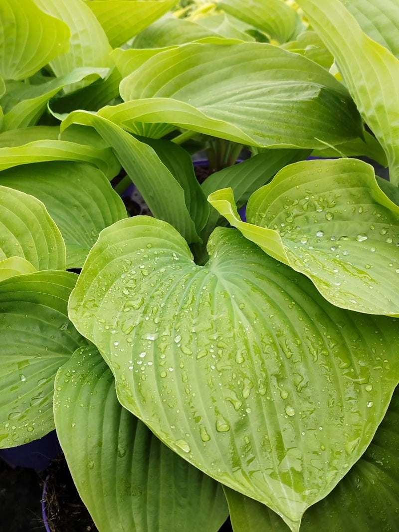 Hosta 'Sum and Substance' 2L