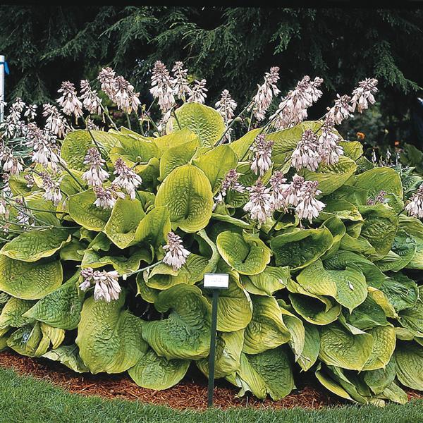 Hosta 'Sum and Substance' 2L