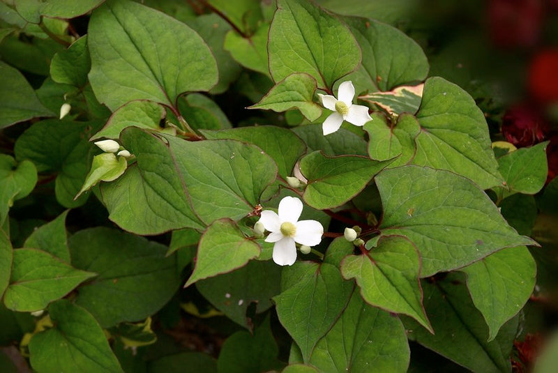 Houttuynia cordata | Chameleon Plant P9