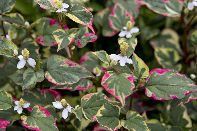 Houttuynia cordata | Chameleon Plant P9