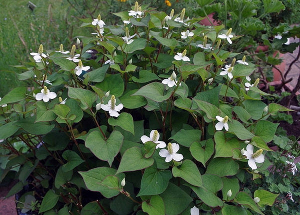 Houttuynia cordata | Chameleon Plant P9