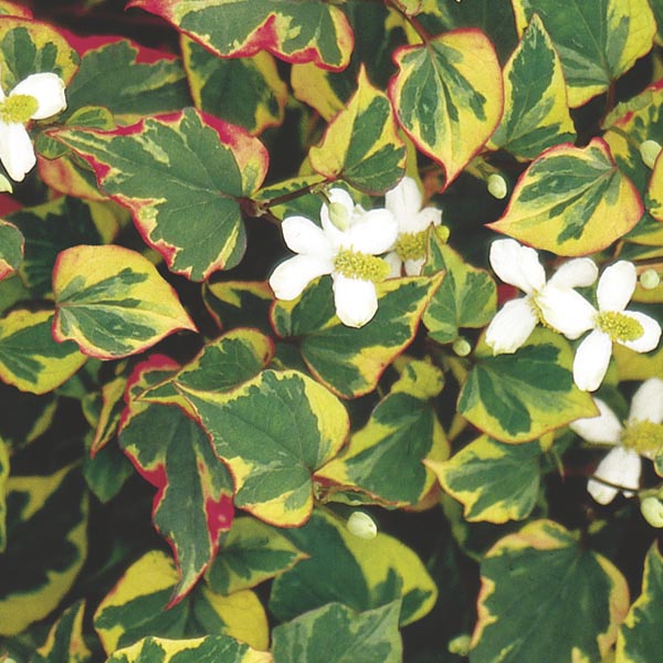 Houttuynia cordata 'Chameleon' | Heartleaf Houttuynia P9