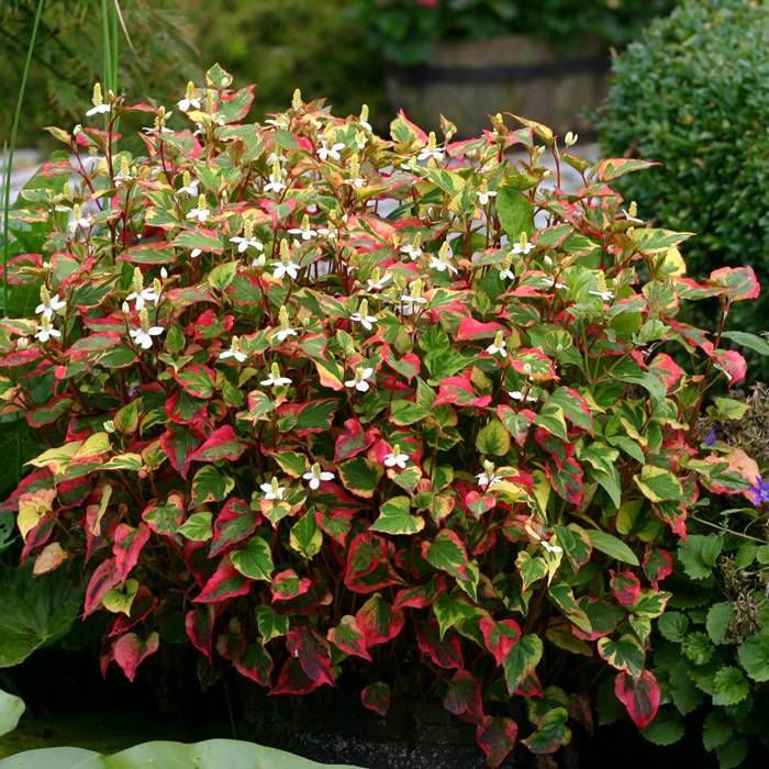 Houttuynia cordata 'Chameleon' | Heartleaf Houttuynia P9