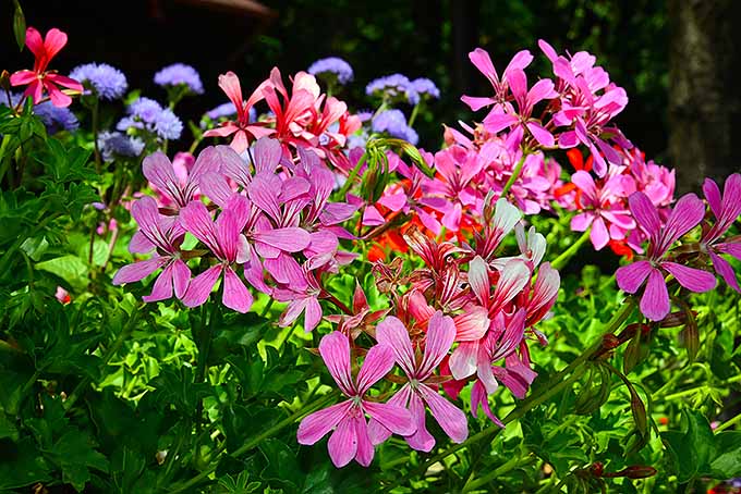 Geranium Trailing Mixed | Pelargonium peltatum Ivy Geranium in 10.5cm Pot