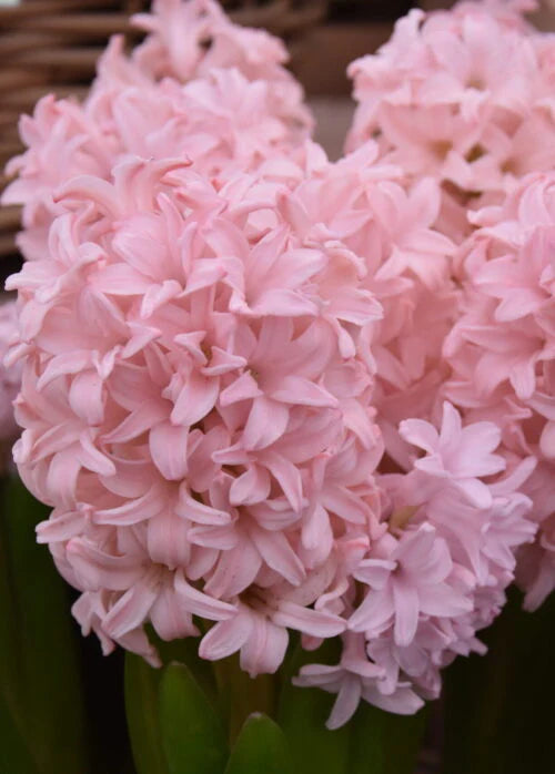 Hyacinth Pink Elephant 15-16 Garden P/P