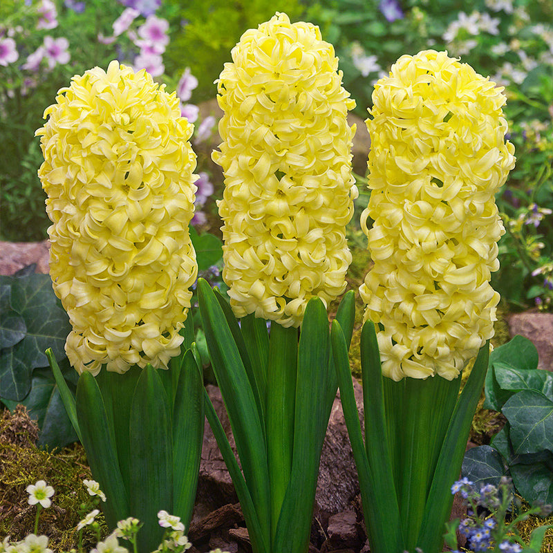 Indoor Prepared Hyacinth 'City of Harlem' 3 Bulbs per Pack